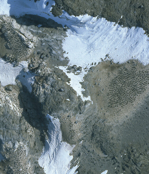 Part of a vertical aerial photograph of Adélie penguin colonies on Kazak Island, Vestfold Hills, taken with the Linhof camera on 24 November 1993.