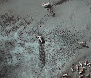 Part of a vertical aerial photograph of elephant seals at Elephant Spit, Heard Island, taken with the Linhof camera on 18 October 1987.