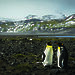 King penguins in a bay with Heard Island’s volcano in the background