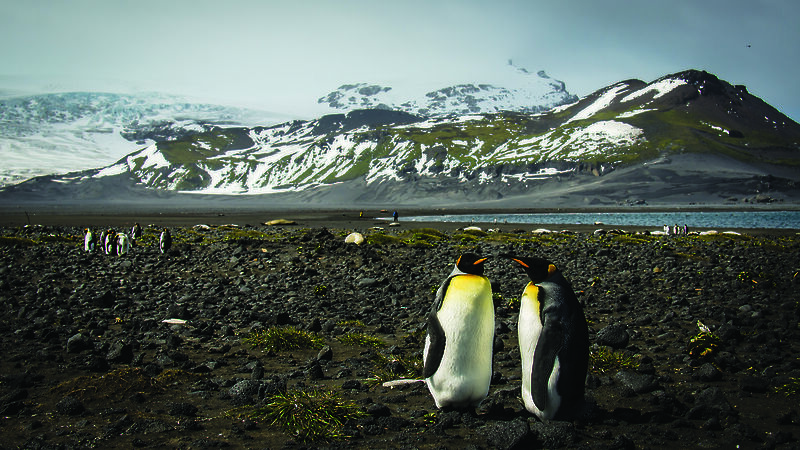 King penguins in a bay with Heard Island’s volcano in the background