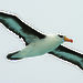 Black-browed albatrosses such as this one, are affected by oceanic longline fishing in the Australian Fishing Zone.
