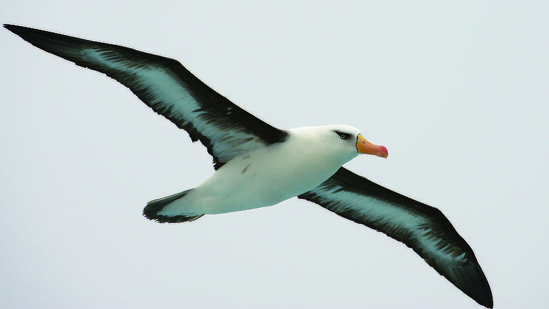 Black-browed albatrosses such as this one, are affected by oceanic longline fishing in the Australian Fishing Zone.