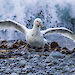 A white southern giant petrel on Macquarie Island.