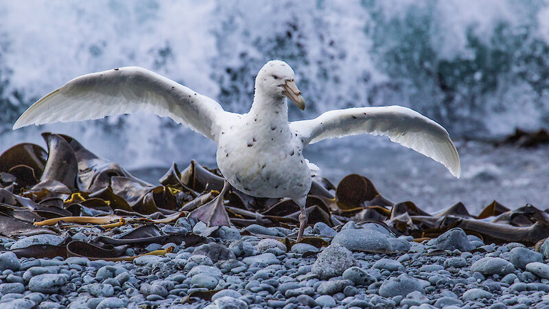 A white southern giant petrel on Macquarie Island.