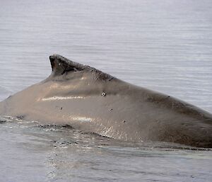 A humpback whale carrying a satellite tag