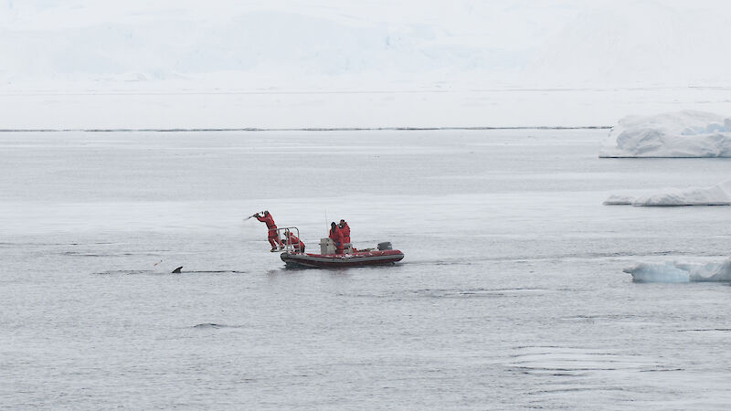 Dr Nick Gales successfully tags a minke whale from the bow of the inflatable rubber boat