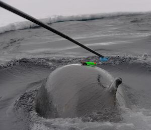 An acoustic suction cup tag is attached to a minke whale