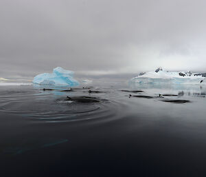 A pod of minkes, including one recently tagged with a green acoustic tag, in their feeding grounds in the Gerlache Strait