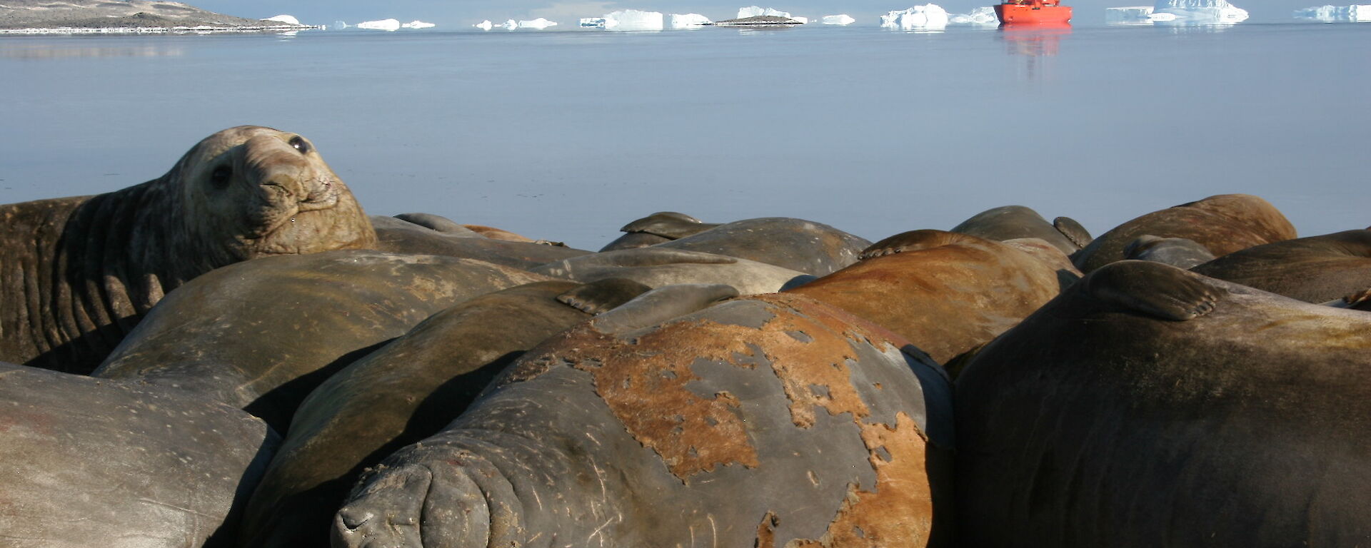 Southern elephant seals on the beach at Davis
