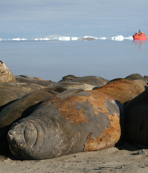Southern elephant seals on the beach at Davis