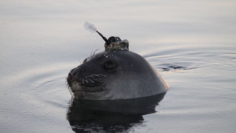 A Southern elephant seal in the water with one of the IMOS satellite trackers on its head