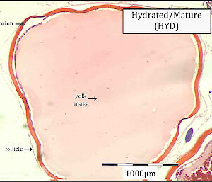 Microscopic image of a thin section of a mature toothfish egg