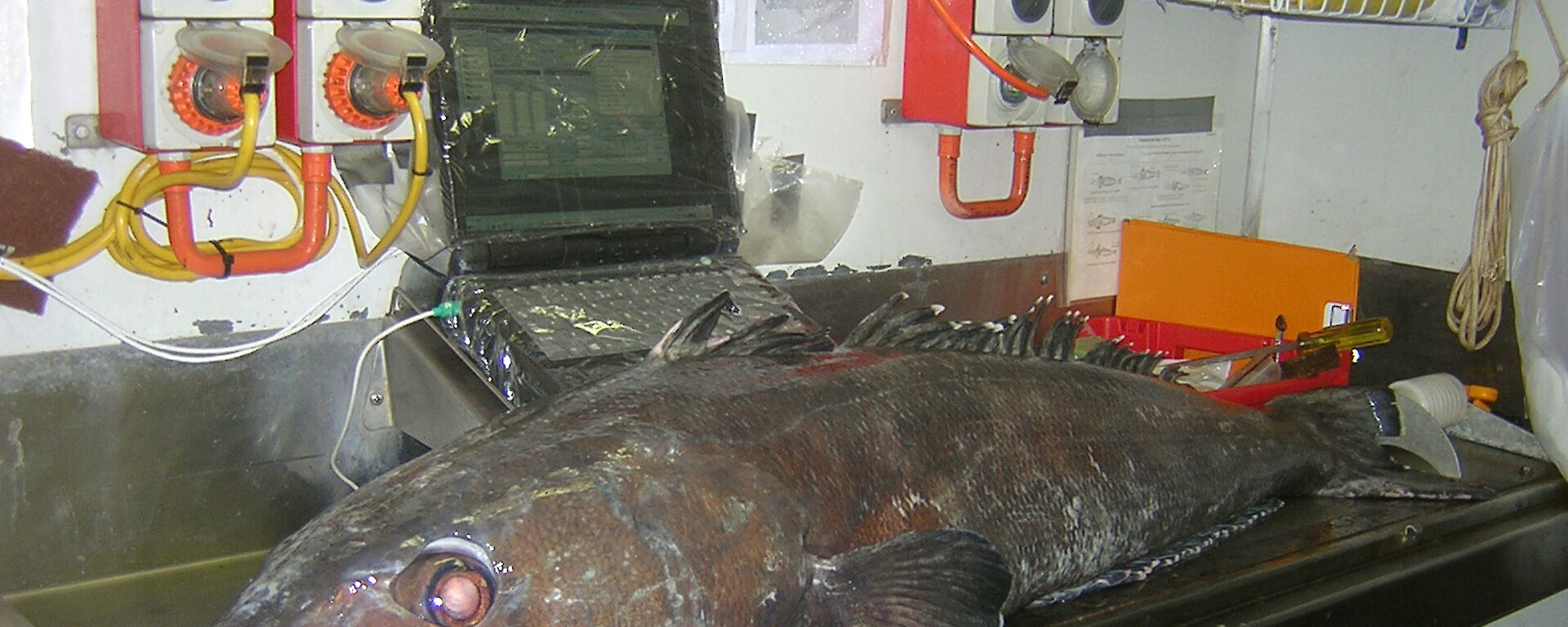 A Patagonian toothfish on an electronic measuring board