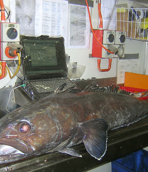 A Patagonian toothfish on an electronic measuring board