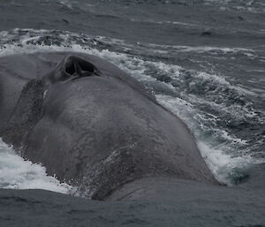 An Antarctic blue whale surfaces for air