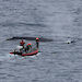 A team approaches a blue whale in the small boat Remora, with satellite tagger Dr Virginia Andrews-Goff in the bowsprit