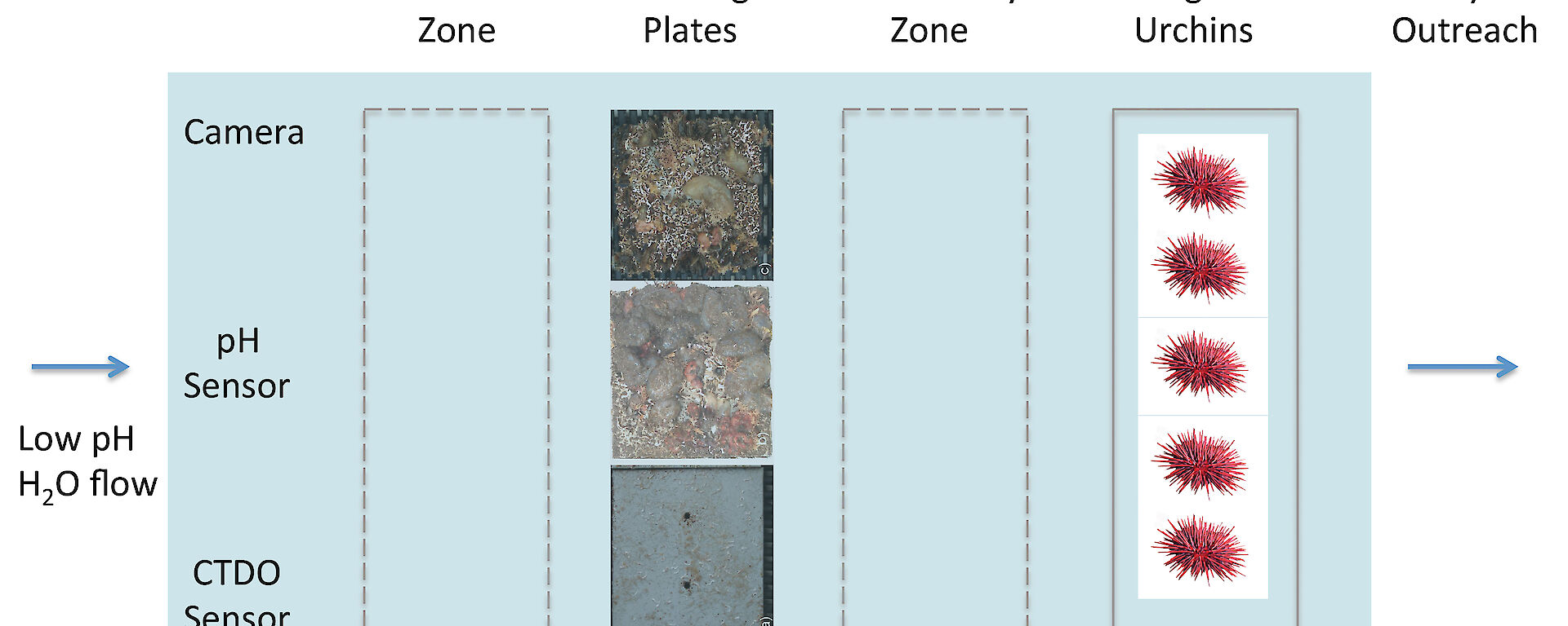 Graphic detailing how the FOCE chambers will be divided into four zones