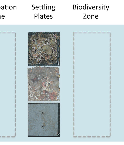 Graphic detailing how the FOCE chambers will be divided into four zones