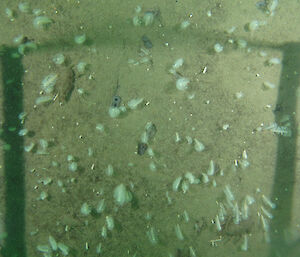 An example of Antarctic sediment-dwelling organisms including feathery sea pens, a giant isopod and bivalve siphons