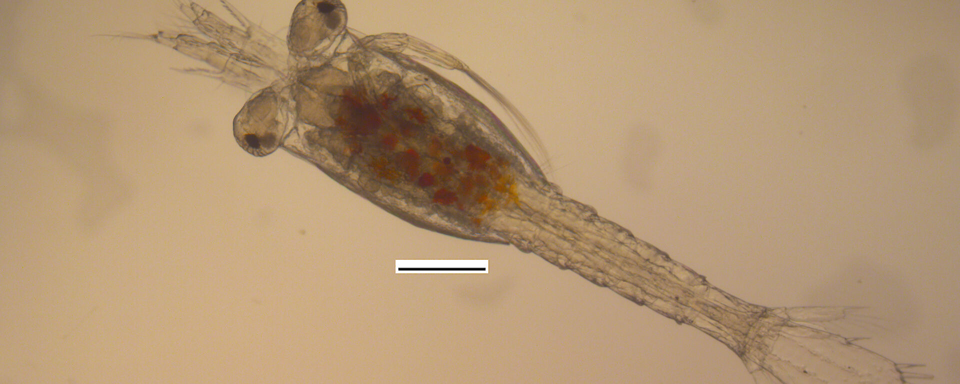 Microscopic image of the the first stage of the Furcilia phase where the krill takes on the shape of a juvenile