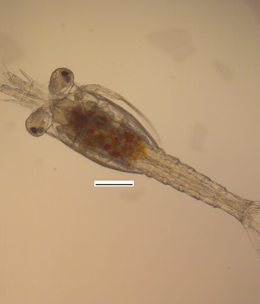 Microscopic image of the the first stage of the Furcilia phase where the krill takes on the shape of a juvenile