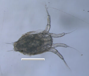 Microscopic image of the Metanauplius stage of krill larval development