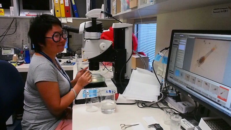 Krill researcher, Molly Jia, sitting at the microscope