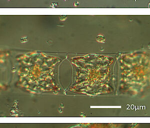 Three different phytoplankton species captured through the microscope, whose abundance changes with carbon dioxide concentration