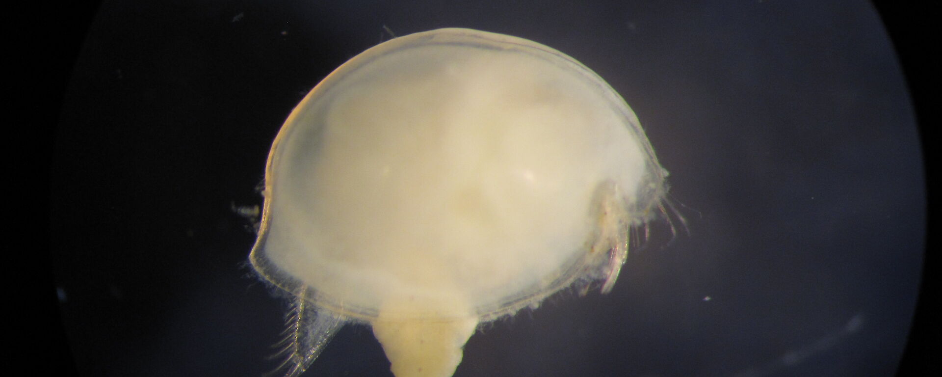 An ostracod, Philomedes charcoti — a small, sediment dwelling crustacean