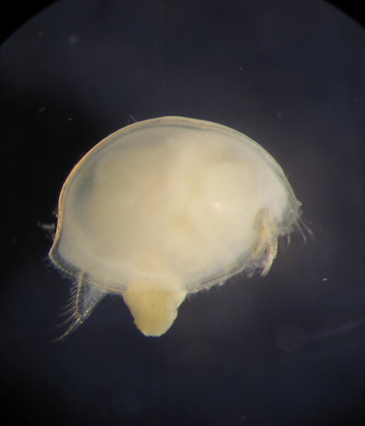 An ostracod, Philomedes charcoti — a small, sediment dwelling crustacean