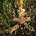 A common seastar, Diplasterias brucei, amongst a complex mix of epifaunal species including sponges and polychaete fan worms near Davis station