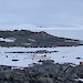 View of the roofs of Mawson’s Main Hut, from a rocky outcrop at Commonwealth Bay