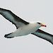 Black-browed albatross in flight