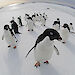 A large group of Adélie penguins