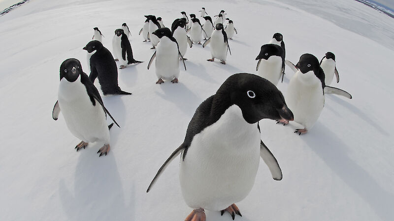 A large group of Adélie penguins