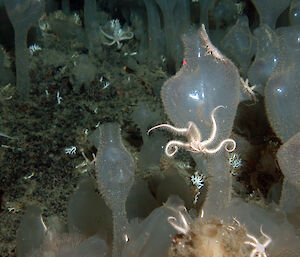 Solitary sea-squirts (ascidians) that stand up to half a metre high on the sea bed, with brittle star in foreground.