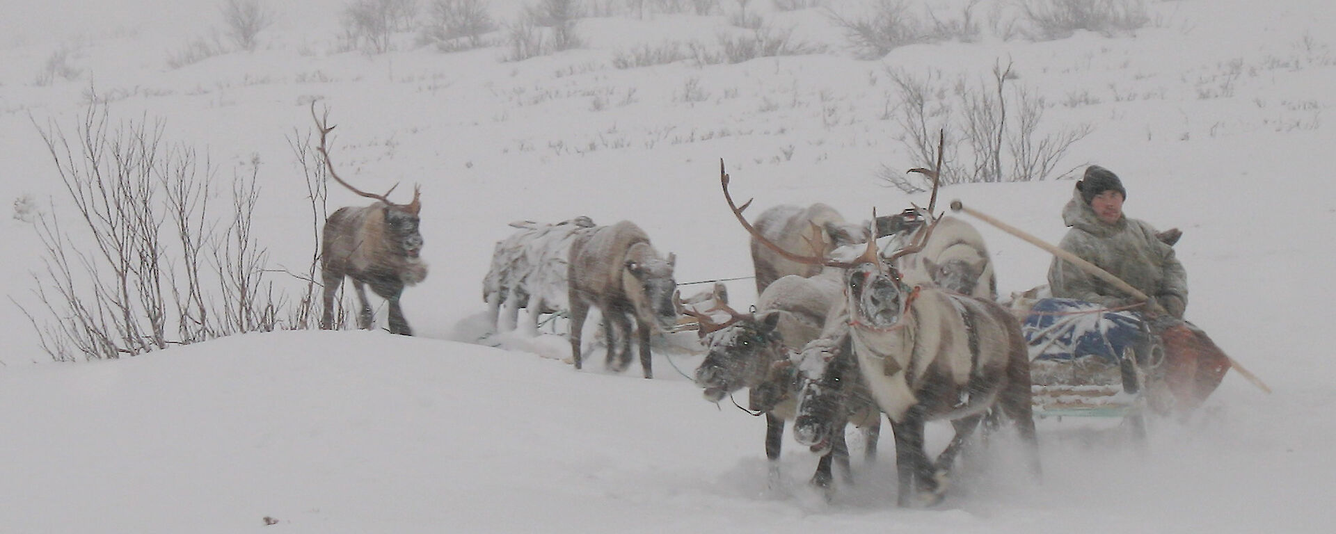 Herder Piotr Terent'ev drives a team of reindeer for the NOMAD project.