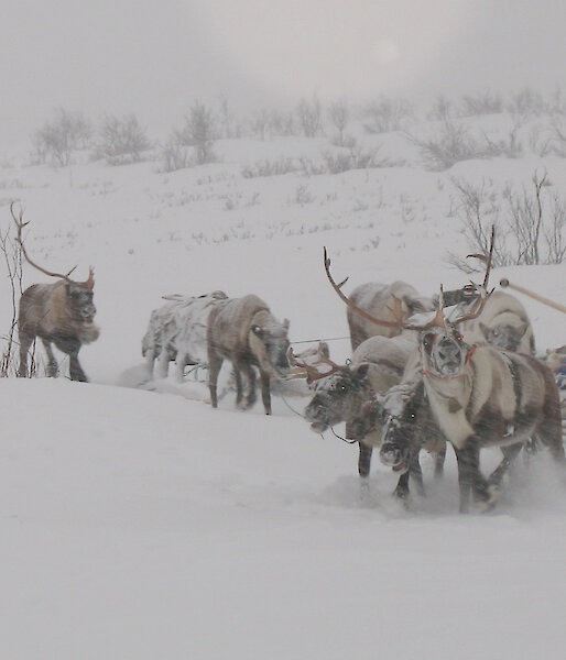Herder Piotr Terent'ev drives a team of reindeer for the NOMAD project.