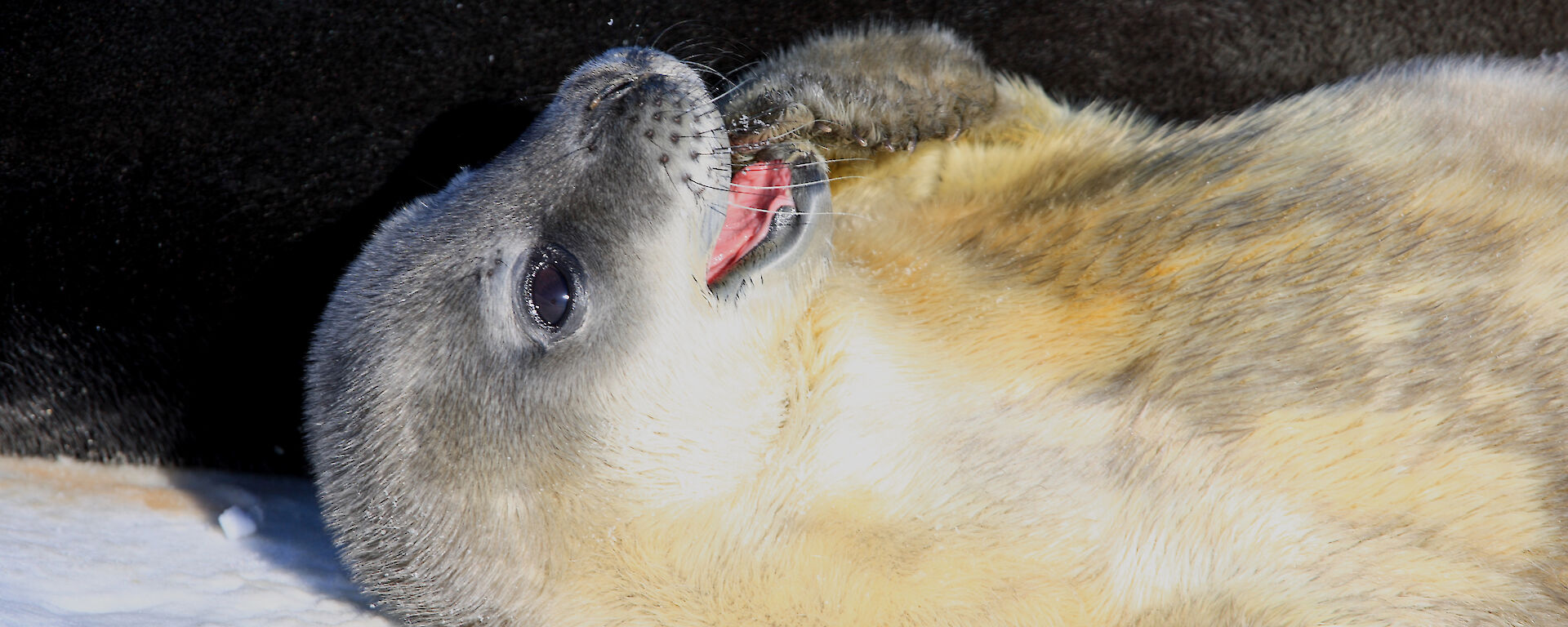 A Weddell seal pup