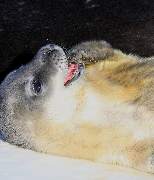 A Weddell seal pup