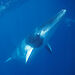 A dwarf minke whale