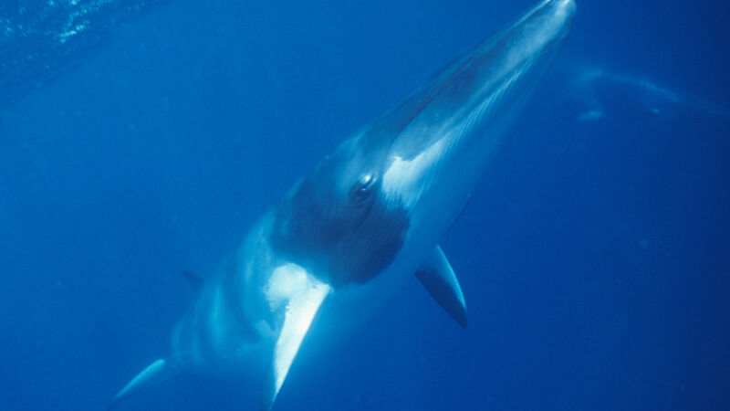 A dwarf minke whale