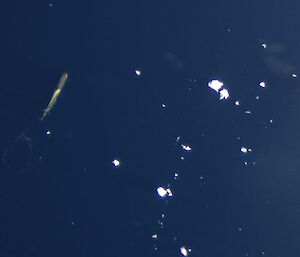 A killer whale (top left of image) captured by the digital still camera mounted under the aircraft.