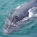 A humpback whale.