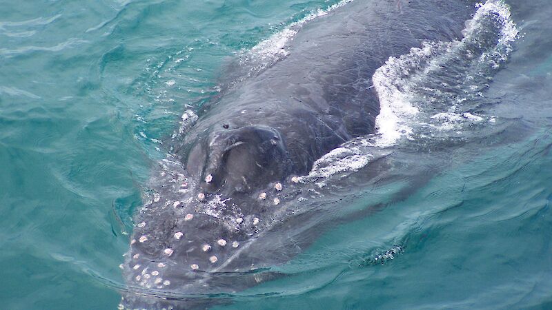 A humpback whale.