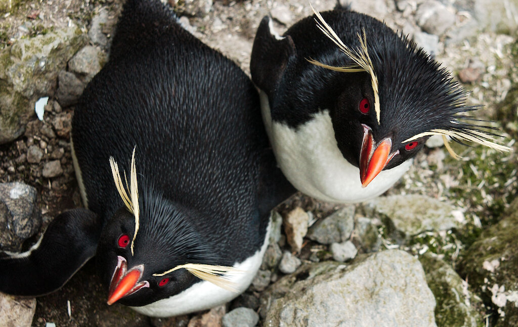 Sub-Antarctic penguins infected with tick-borne viruses — Australian