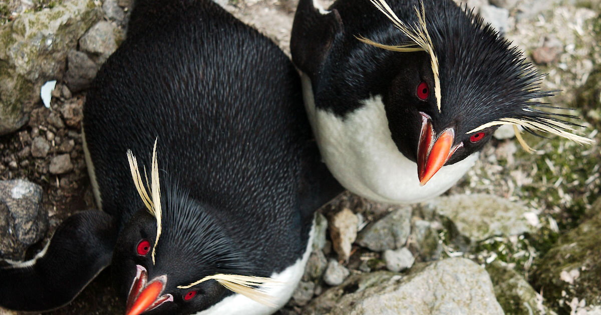 Sub-Antarctic penguins infected with tick-borne viruses – Magazine