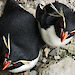 Two rockhopper penguins are close together and looking up at the camera