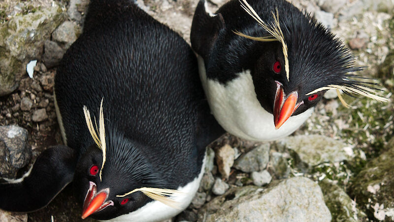 Two rockhopper penguins are close together and looking up at the camera