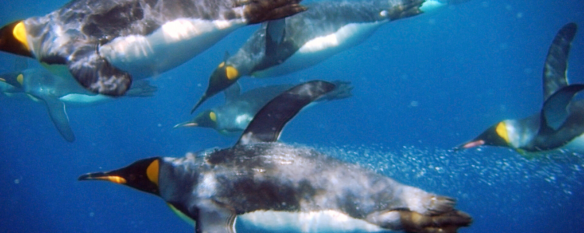 King penguins swimming under water.
